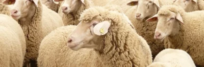 Een kudde schapen